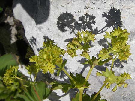 Alchemilla vulgaris s.str. ? \ Gew&ouml;hnlicher Frauenmantel, Spitzlappiger Frauenmantel / Lady's Mantle, Kroatien/Croatia Velebit Zavizan 30.6.2010