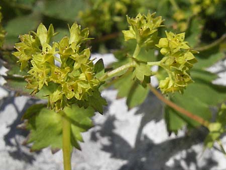 Alchemilla vulgaris s.str. ? \ Gew&ouml;hnlicher Frauenmantel, Spitzlappiger Frauenmantel / Lady's Mantle, Kroatien/Croatia Velebit Zavizan 30.6.2010