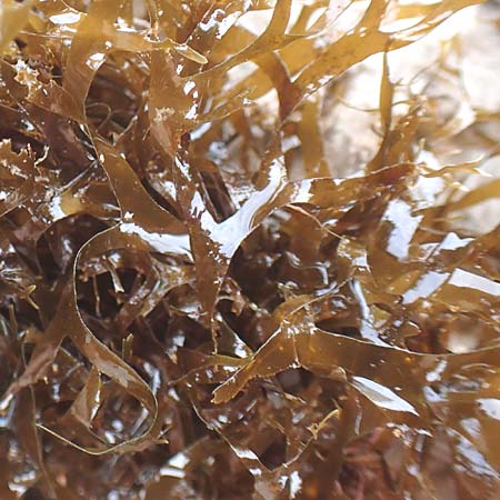 Taonia atomaria \ Braun-Alge / Seaweed, Kroatien/Croatia Istrien/Istria, Lovran 13.8.2016