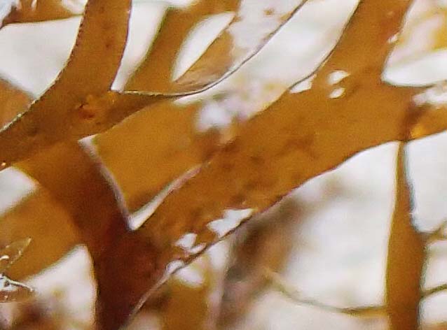 Taonia atomaria \ Braun-Alge / Seaweed, Kroatien/Croatia Istrien/Istria, Lovran 13.8.2016