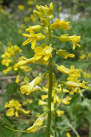 Barbarea arcuata \ Bogenfrchtiges Barbarakraut / Yellow Rocket, Kroatien/Croatia Velebit Zavizan 1.6.2006