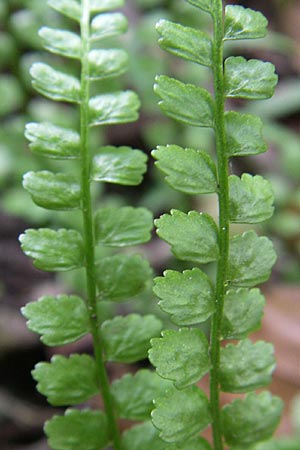 Asplenium viride \ Grnstieliger Streifenfarn / Green Spleenwort, Kroatien/Croatia Plitvička 1.6.2008
