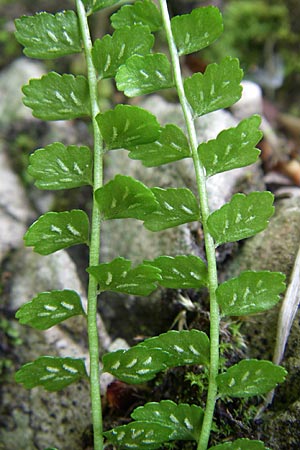Asplenium viride \ Grnstieliger Streifenfarn / Green Spleenwort, Kroatien/Croatia Plitvička 1.6.2008