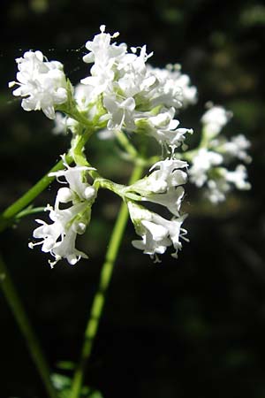 Valeriana pratensis subsp. angustifolia \ Schmalblttriger Arznei-Baldrian / Wallroth's Valerian, Narrowleaf Valerian, Kroatien/Croatia Učka 28.6.2010