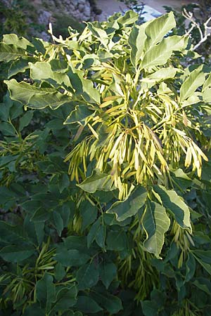 Fraxinus ornus \ Blumen-Esche, Manna-Esche / Manna Ash, Kroatien/Croatia Senj 29.6.2010