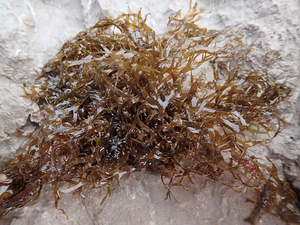 Taonia atomaria \ Braun-Alge / Seaweed, Kroatien/Croatia Istrien/Istria, Lovran 13.8.2016