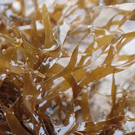 Taonia atomaria \ Braun-Alge / Seaweed, Kroatien/Croatia Istrien/Istria, Lovran 13.8.2016