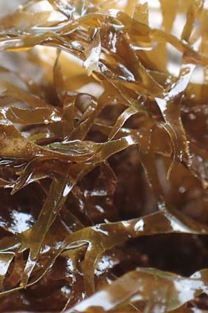 Taonia atomaria \ Braun-Alge / Seaweed, Kroatien/Croatia Istrien/Istria, Lovran 13.8.2016