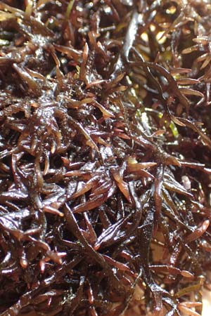 Rhodophytina spec4 ? \ Rot-Alge / Red Alga, Kroatien/Croatia Istrien/Istria, Ičići 17.8.2016