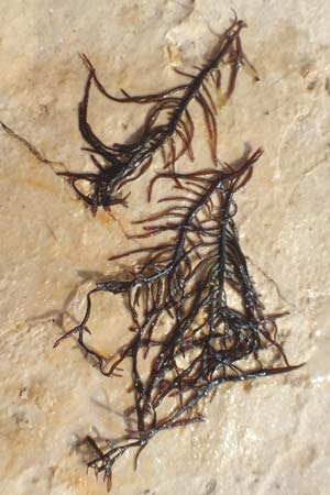 Rhodophytina spec4 ? \ Rot-Alge / Red Alga, Kroatien/Croatia Istrien/Istria, Ičići 17.8.2016