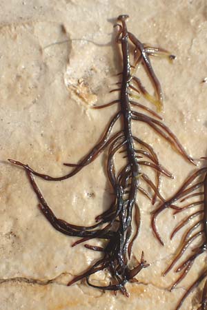 Rhodophytina spec4 ? \ Rot-Alge / Red Alga, Kroatien/Croatia Istrien/Istria, Ičići 17.8.2016