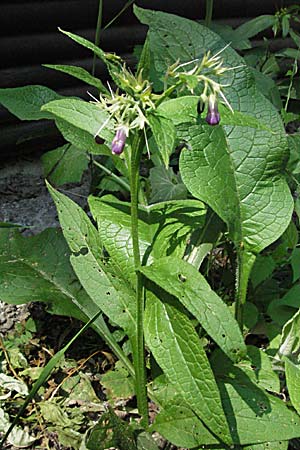 Symphytum uplandicum \ Futter-Beinwell / Russian Comfrey, Kroatien/Croatia Medvednica 20.7.2007