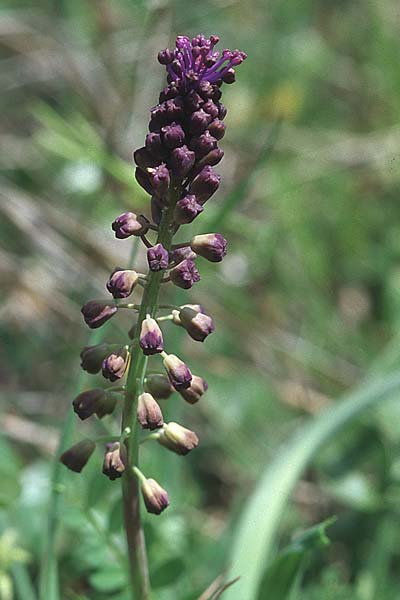 Muscari comosum \ Schopfige Traubenhyazinthe / Tassel Hyacinth, Kroatien/Croatia Korčula, Prizba 5.4.2006