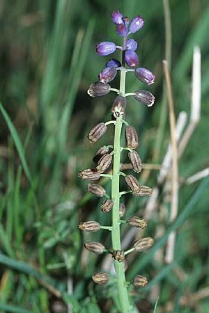 Bellevalia dubia \ Zweifelhafte Hyazinthe / Doubtful Squill, Kroatien/Croatia Hvar, Gdinj 6.4.2006