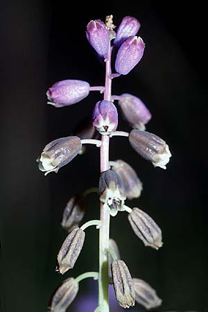 Bellevalia dubia \ Zweifelhafte Hyazinthe / Doubtful Squill, Kroatien/Croatia Hvar, Stari Grad 6.4.2006