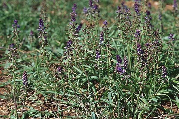 Bellevalia dubia \ Zweifelhafte Hyazinthe / Doubtful Squill, Kroatien/Croatia Hvar, Jelsa 7.4.2006