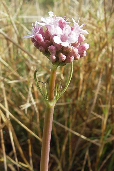 Valeriana tuberosa \ Knolliger Baldrian / Tuberous Valerian, Kroatien/Croatia Šibenik 2.4.2006