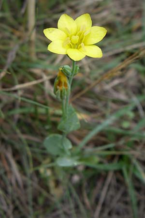 Blackstonia acuminata \ Spter Bitterling / Late Yellow-Wort, Kroatien/Croatia Istrien/Istria, Premantura 5.6.2008