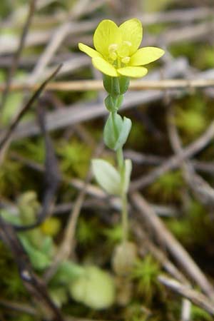 Blackstonia acuminata \ Spter Bitterling / Late Yellow-Wort, Kroatien/Croatia Istrien/Istria, Premantura 5.6.2008