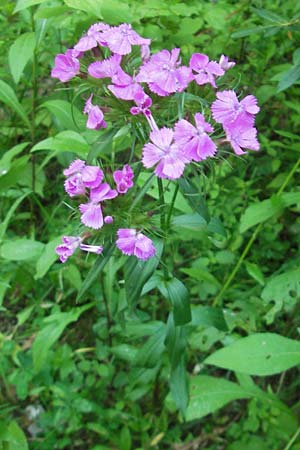 Dianthus barbatus \ Bart-Nelke / Sweet William, Kroatien/Croatia Medvednica 1.7.2010