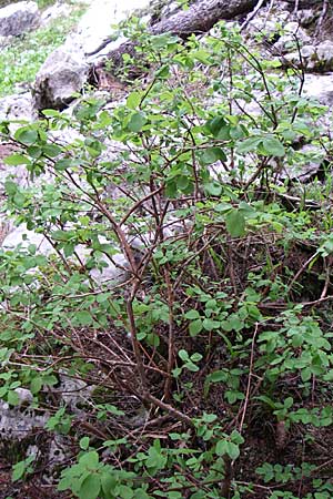 Lonicera caerulea \ Blaue Heckenkirsche / Blue-Berried Honeysuckle, Bearberry Honeysuckle, Kroatien/Croatia Velebit Zavizan 4.6.2008