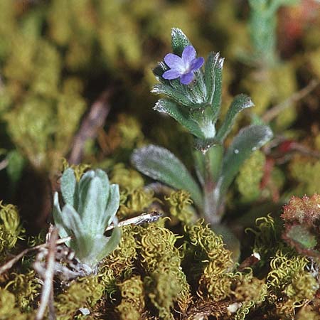 Buglossoides incrassata subsp. incrassata \ Bl&auml;ulicher Acker-Steinsame / Blue Field Gromwell, Kroatien/Croatia &Scaron;ibenik 1.4.2006