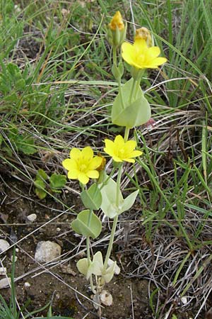 Blackstonia perfoliata \ Bitterling / Yellow-Wort, Kroatien/Croatia Istrien/Istria, Premantura 5.6.2008