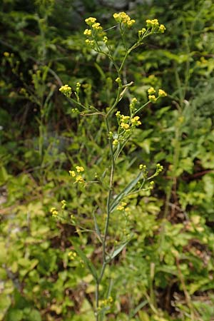 Bupleurum praealtum \ Binsen-Hasenohr, Hohes Hasenohr / Tall Hare's Ear, Kroatien/Croatia Istrien/Istria, Brseč 17.8.2016