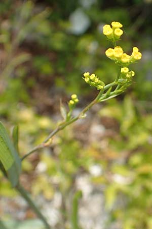 Bupleurum praealtum \ Binsen-Hasenohr, Hohes Hasenohr / Tall Hare's Ear, Kroatien/Croatia Istrien/Istria, Brseč 17.8.2016