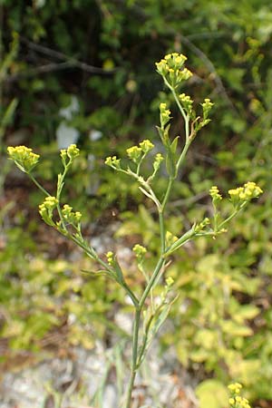 Bupleurum praealtum \ Binsen-Hasenohr, Hohes Hasenohr / Tall Hare's Ear, Kroatien/Croatia Istrien/Istria, Brseč 17.8.2016