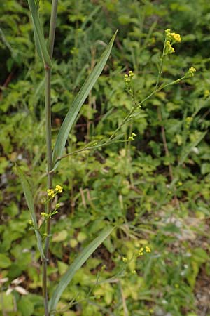 Bupleurum praealtum \ Binsen-Hasenohr, Hohes Hasenohr / Tall Hare's Ear, Kroatien/Croatia Istrien/Istria, Brseč 17.8.2016