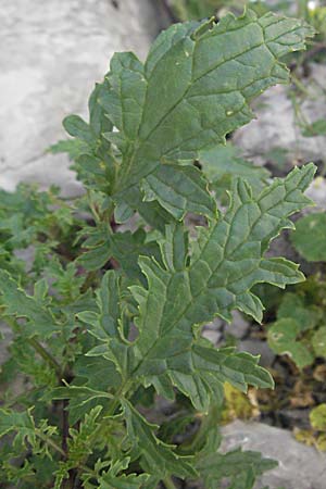 Scrophularia laciniata \ Verschiedenbl&auml;ttrige Braunwurz, Fiederlappige Braunwurz / Cut-Leaved Figwort, Kroatien/Croatia Velebit Zavizan 17.7.2007
