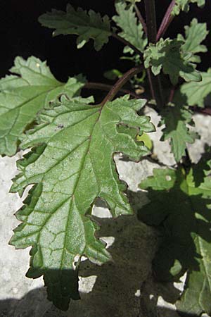 Scrophularia laciniata \ Verschiedenbl&auml;ttrige Braunwurz, Fiederlappige Braunwurz / Cut-Leaved Figwort, Kroatien/Croatia Velebit Zavizan 17.7.2007