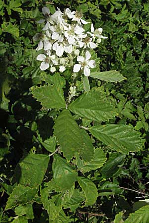 Rubus fruticosus agg. \ Brombeere / Bramble, Blackberry, Kroatien/Croatia Gola Plješevica 18.7.2007