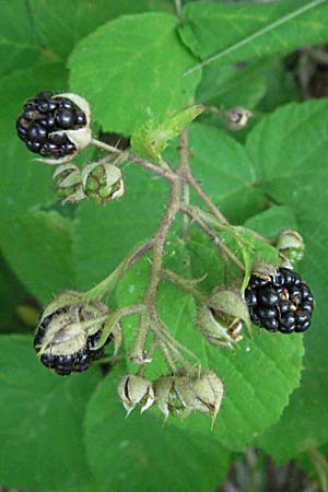 Rubus fruticosus agg. \ Brombeere / Bramble, Blackberry, Kroatien/Croatia Plitvička 19.7.2007