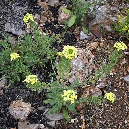 Biscutella cichoriifolia \ Wegwartenblttriges Brillenschtchen / Chicory-Leaved Buckler Mustard, Kroatien/Croatia Senj 4.6.2008