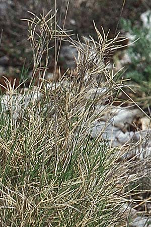 Brachypodium retusum \ Gestutzte Zwenke / Mediterranean False Brome, Kroatien/Croatia &Scaron;ibenik 2.4.2006