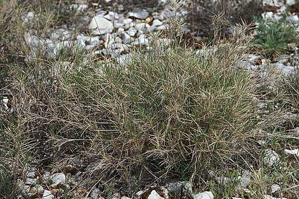 Brachypodium retusum \ Gestutzte Zwenke / Mediterranean False Brome, Kroatien/Croatia &Scaron;ibenik 2.4.2006