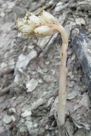 Monotropa hypophegea \ Buchenspargel / Yellow Bird's-Nest, Kroatien/Croatia Učka 17.7.2010
