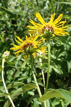 Buphthalmum salicifolium \ Weidenblttriges Ochsenauge, Rindsauge, Kroatien Istrien, Vrh 11.8.2016