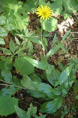 Buphthalmum salicifolium \ Weidenblttriges Ochsenauge, Rindsauge, Kroatien Risnjak 14.8.2016