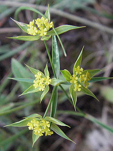 Bupleurum veronense \ Verona-Hasenohr / Verona Hare's Ear, Kroatien/Croatia Istrien/Istria, Premantura 30.5.2006