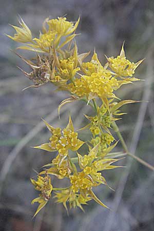 Bupleurum veronense \ Verona-Hasenohr / Verona Hare's Ear, Kroatien/Croatia Senj 16.7.2007