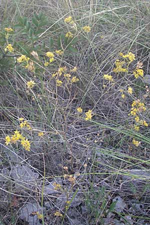 Bupleurum veronense \ Verona-Hasenohr / Verona Hare's Ear, Kroatien/Croatia Senj 16.7.2007