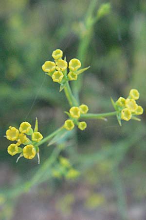 Bupleurum falcatum \ Langblttriges Hasenohr, Sichelblttriges Hasenohr / Sickle-Leaved Hare's Ear, Kroatien/Croatia Senj 16.7.2007