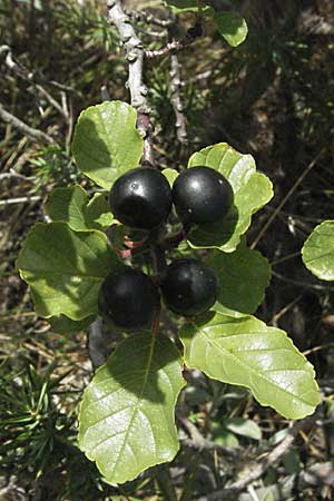 Frangula rupestris \ Felsen-Faulbaum / Rock Buckthorn, Kroatien/Croatia Senj 18.7.2007