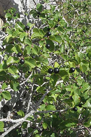 Frangula rupestris \ Felsen-Faulbaum / Rock Buckthorn, Kroatien/Croatia Senj 18.7.2007