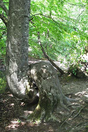 Fagus sylvatica \ Rot-Buche / Beech, Kroatien/Croatia Plitvička 19.7.2007