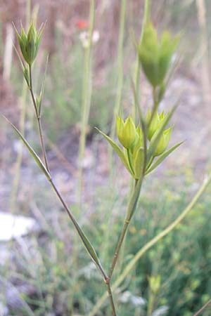 Bupleurum veronense \ Verona-Hasenohr / Verona Hare's Ear, Kroatien/Croatia &Scaron;ibenik 2.6.2008