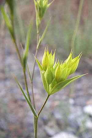 Bupleurum veronense \ Verona-Hasenohr / Verona Hare's Ear, Kroatien/Croatia &Scaron;ibenik 2.6.2008